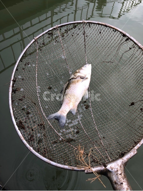 물고기,생선,죽은물고기,민물고기,민물생선,어류,물고기,fish