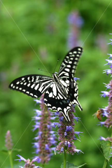 자연,나비,야생화,호랑나비,접사,동물,animal,곤충,벌레,insect,bug