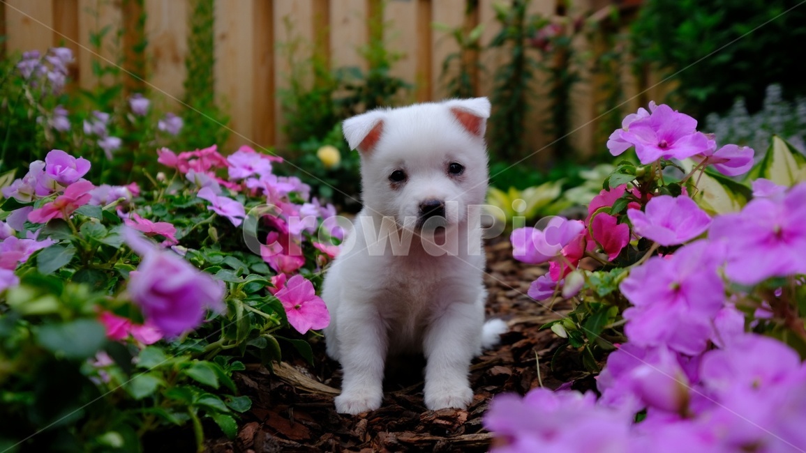 강아지,아기강아지,댕댕이,dog,garden,flower,꽃,정원,귀여움,동물,animal,포유류,mammal,개,강아지,dog,doggy