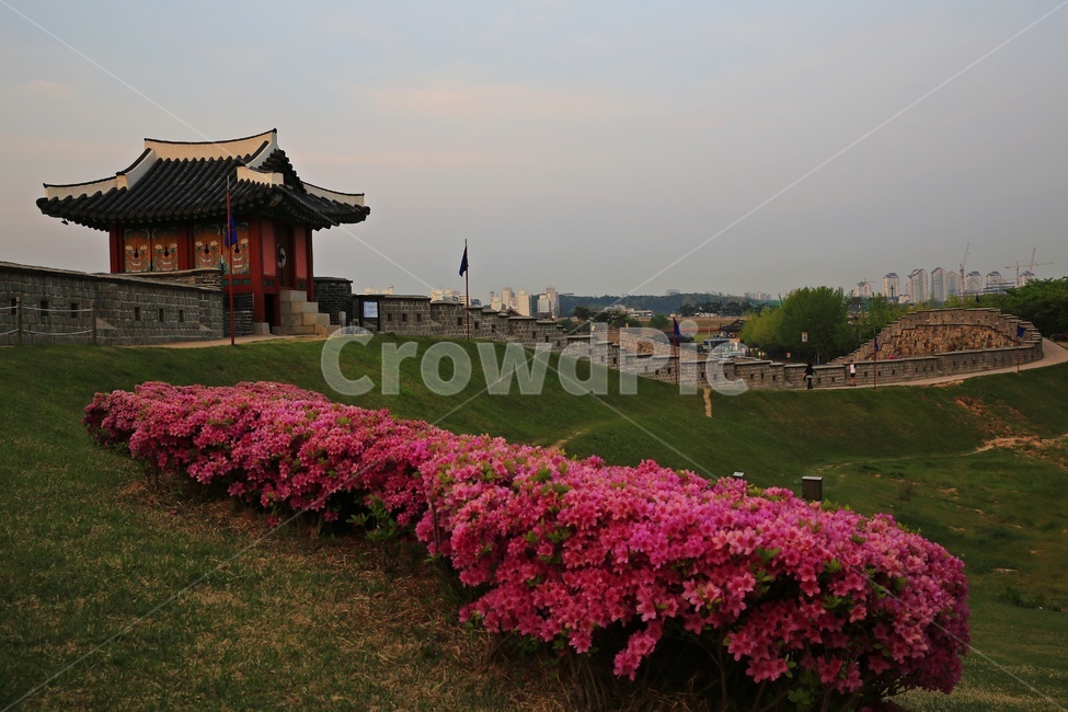 경기,수원,수원화성,성곽,outdoors,옥외,nature,자연,building,건물,성벽,유적지,문화재,한국문화,한국전통,architecture,건축물,철쭉,철쭉꽃,봄,계절