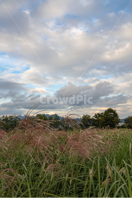 하늘공원,억새,하늘,풍경,공원,구름,배경화면,sky,landscape,blue,cloud,가을,계절,fall,autumn,season,자연,풍경,nature,landscape,outdoors,옥외,weather,날씨,grass,잔디,plant,식물