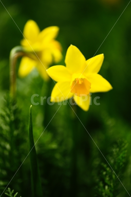식물,꽃,수선화,노란색,봄,노란수선화,행운,水仙花,Paperwhite,식물,자연,plants,nature,꽃,flower