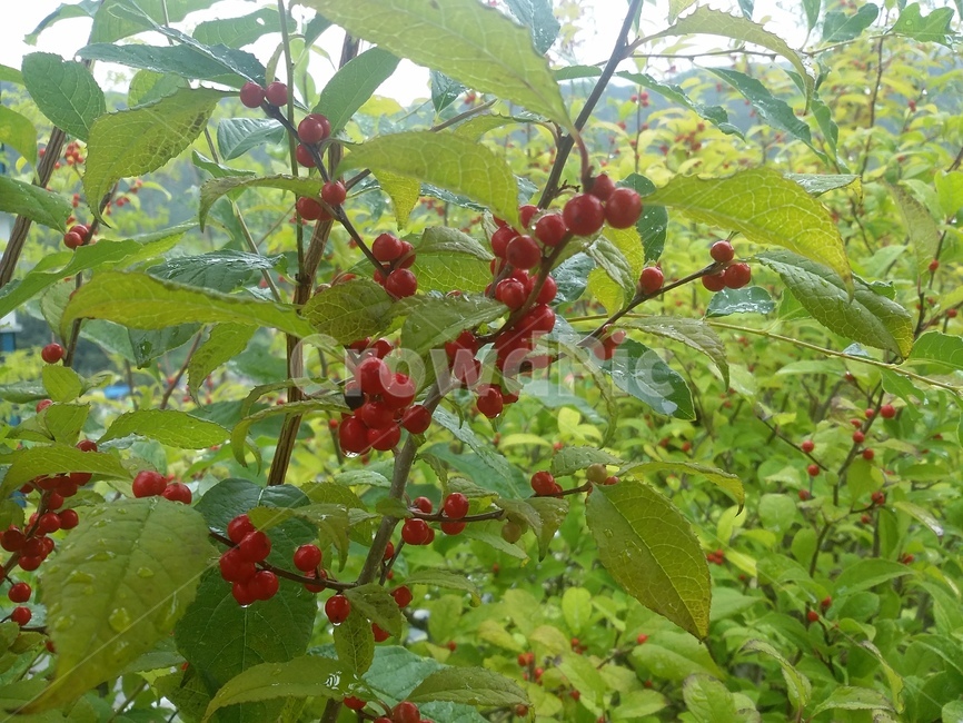식물,plant,열매,fruit,자연,식물,자연,plants,nature