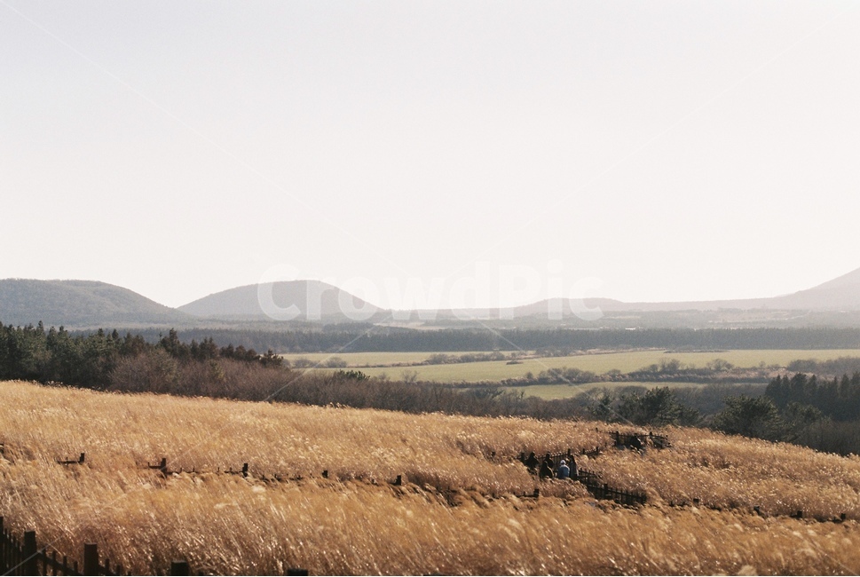 가을,억새,풍경,필름,감성,자연,풍경,nature,landscape,grass,잔디,plant,식물,outdoors,옥외,grassland,목초지,field,들