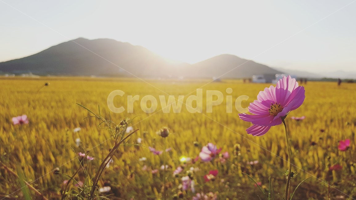 자연풍경,자연,꽃,가을,노을,빛,감성,산,햇살,눈부심,계절,한송이,감성사진,풍경,하늘,석양,일몰,사계절,시즌,계쩔,배경,식물,가을,계절,fall,autumn,season,자연,풍경,nature,landscape,field,들,outdoors,옥외