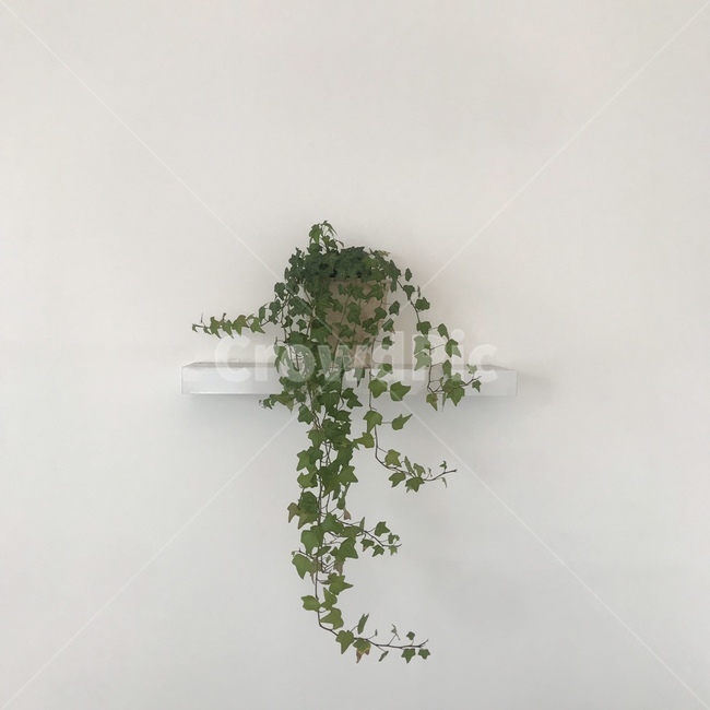 하얀색,식물,깨끗한,하얀풍경,심플,식물,자연,plants,nature