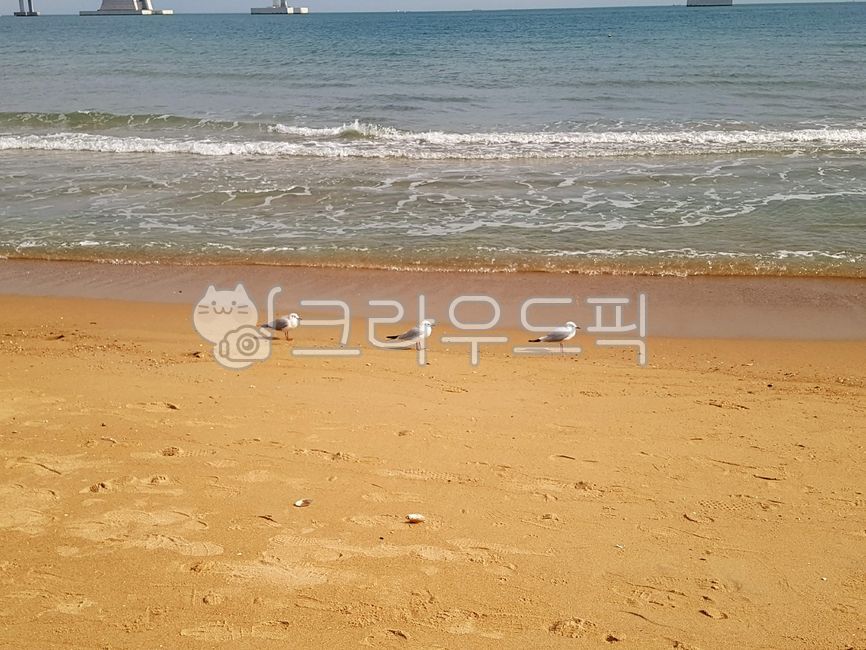 바다,광안리,갈매기,균형,새,동물,자연,sea,물,해안선