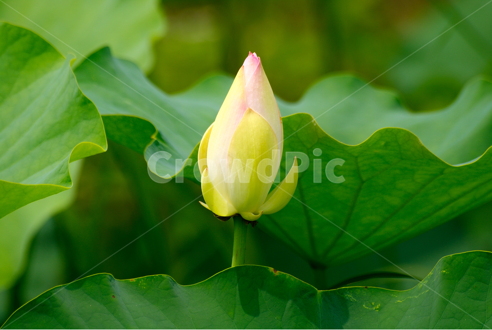 자연,꽃,연꽃,꽃봉오리,여름,초록,연잎,시흥,nature,flower,lotus,lotusleaf,season,summer,6월,june,green,bloom,bud,식물,자연,plants,nature,꽃,flower
