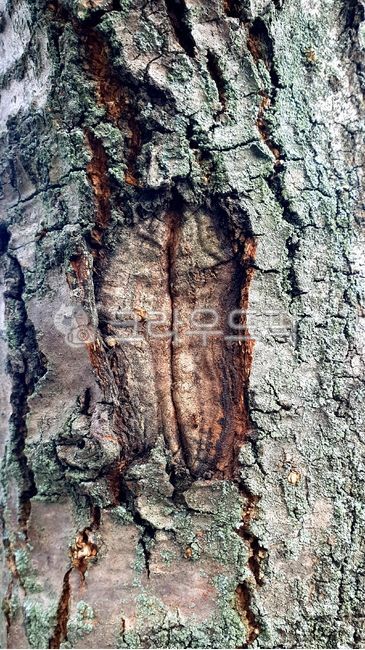가로수, 도로수, streettrees, roadsidetrees, lineoftrees, 사진,이미지,일러스트,캘리그라피 ...