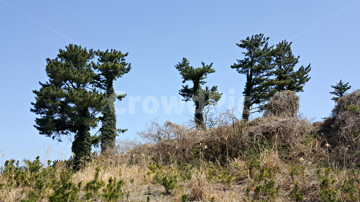 plant,식물,tree,풍경,나무,언덕