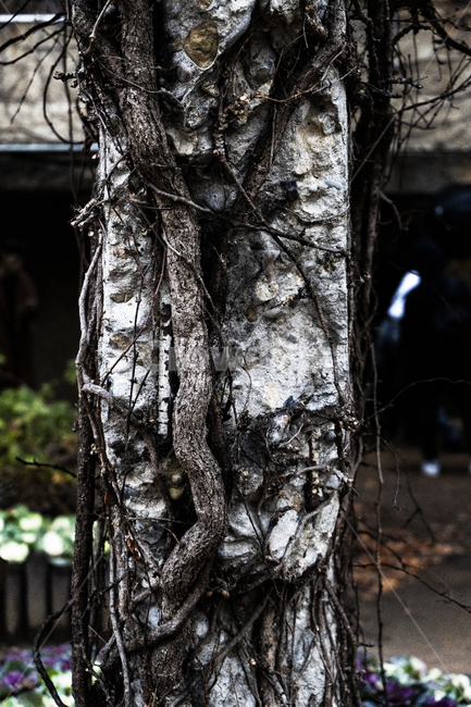 폐허,버려진,덩굴,나무,콘크리트,서울숲,seoulforest,bark,texture,abandoned,ruins,부식,corrosion,빈티지사진,빈티지느낌,빈티지감성,vintage