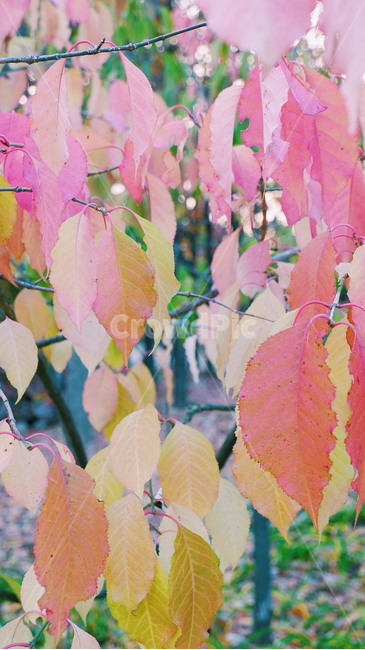 가을,나무,나뭇잎,색감,자연,풍경,가을,계절,fall,autumn,season,식물,자연,plants,nature,veins,정맥,leaf,잎,plant