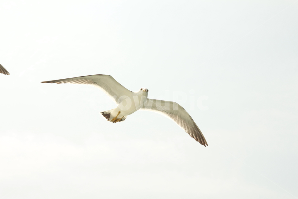 갈매기,새,동물,흰색,하늘,동물,animal,조류,새,birds