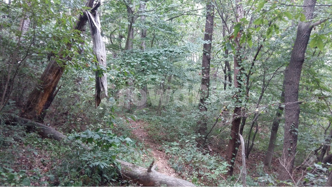 나무,자연,숲,풍경,부서짐,식물,자연,plants,nature,나무,trees,wood