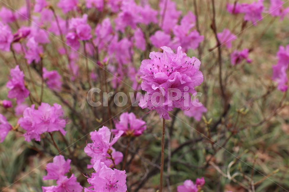 진달래,철쭉,봄꽃,봄,분홍색꽃,보라색꽃,flower,spring,예쁜꽃,예쁜,꽃,접사,꽃접사,클로즈업,확대