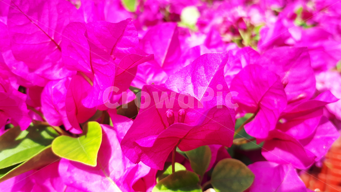 부켄베리아,꽃,plant,식물,봄,flower,blossom,식물,자연,plants,nature,꽃,flower