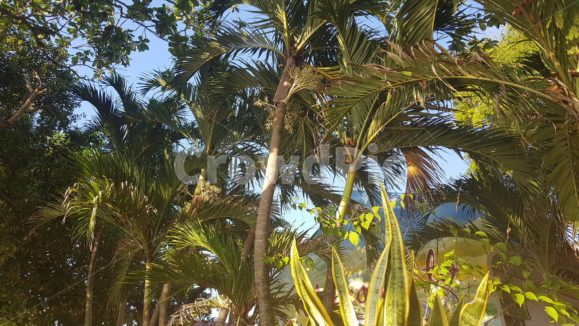 tree,나무,plant,식물,야자수,palmtree,정글,숲,식물,자연,plants,nature,나무,trees,wood