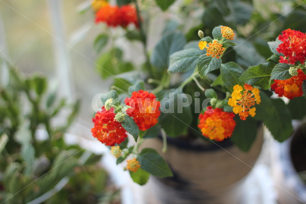 꽃,flower,화분,초록,노랑,주황,식물,자연,plants,nature,꽃,flower