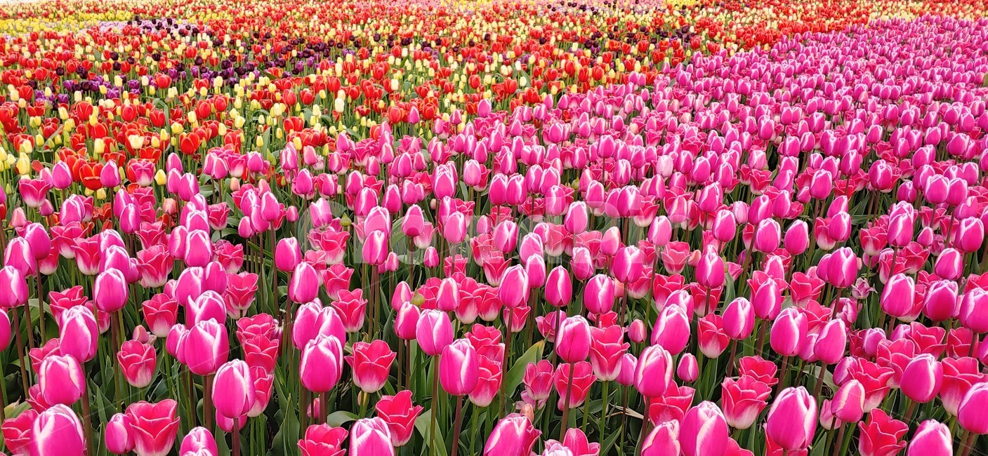 튤립,tulip,배경화면,배경,꽃,식물,plant,blossom,flower,꽃축제,축제