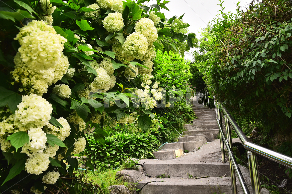골목풍경,골목길,언덕,season,오래된,계단,꽃,올드,old,계절,시즌,5월,녹색,언덕길,오르막길