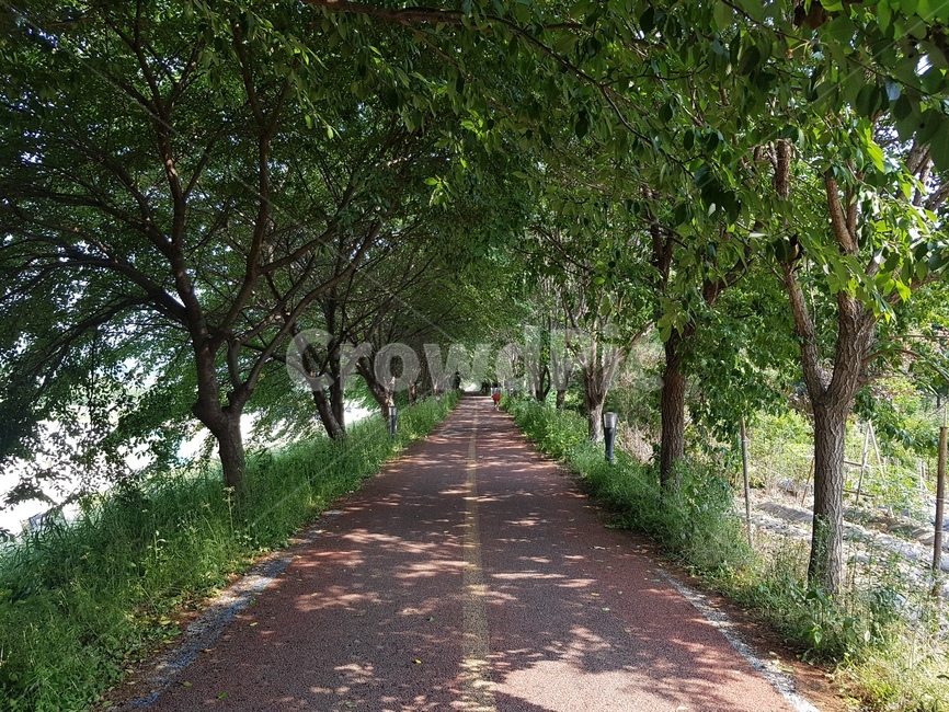 산책로,자전거도로,나무숲,숲길,나무길