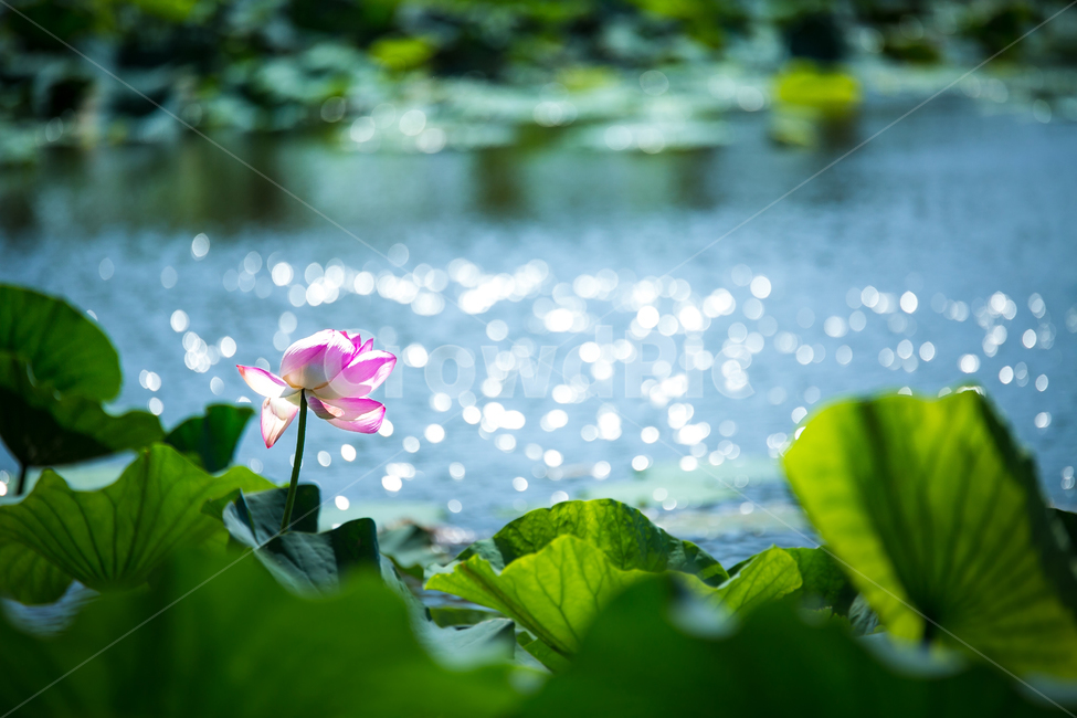 plant,식물,연꽃,여름,풍경,식물,자연,plants,nature,꽃,flower