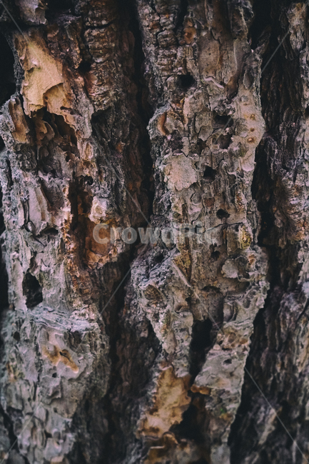 treetrunk,나무줄기,tree,나무,plant,식물,나무껍질