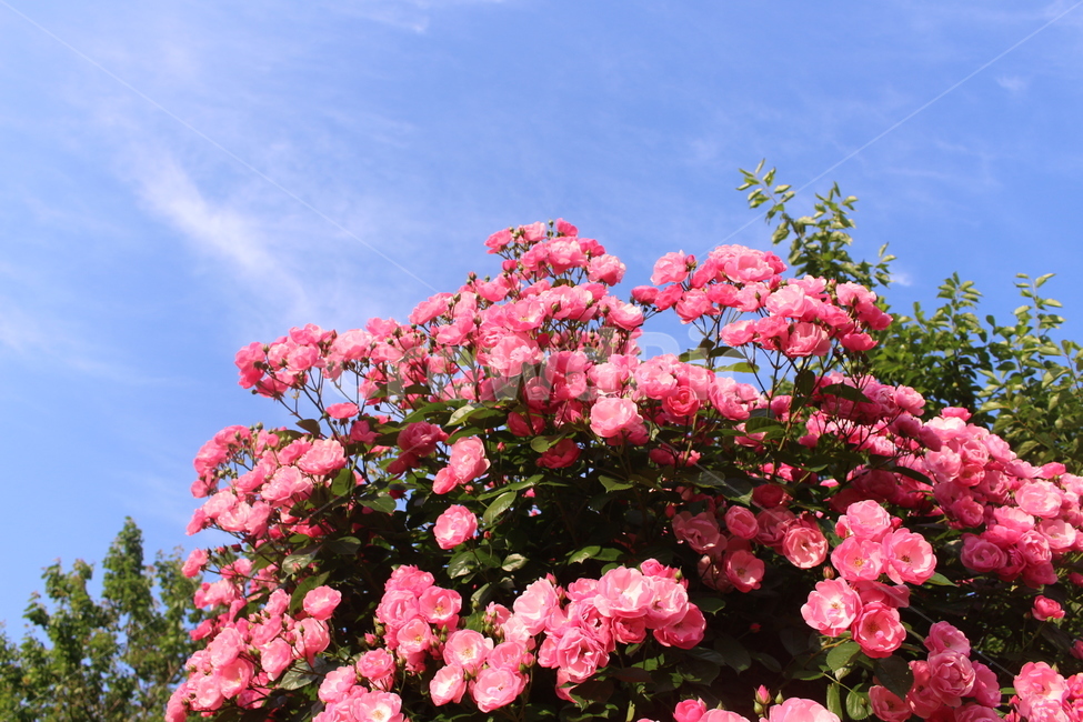 blossom,꽃,flower,rose,장미꽃,식물
