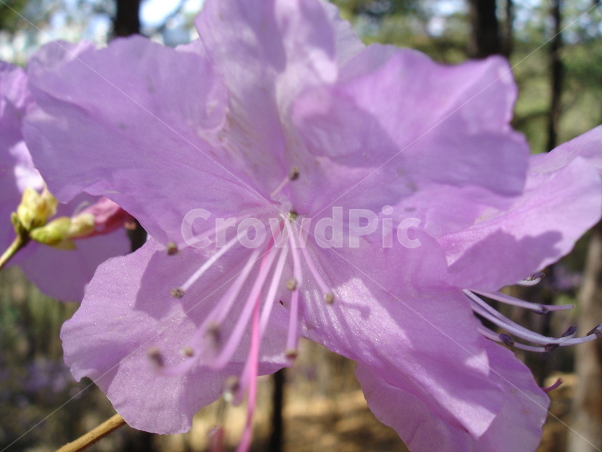 꽃,철쭉,근접샷,봄,진달래,식물,자연,plants,nature,꽃,flower