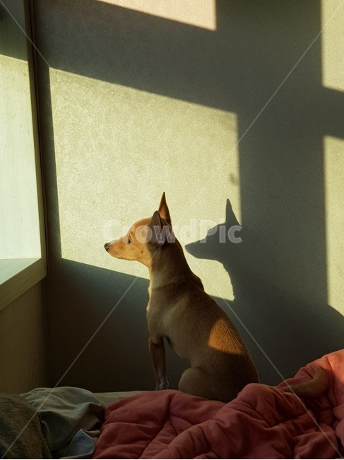 강아지,석양,댕댕이,감성,기다림,그림자,오후,동물,animal,포유류,mammal,개,강아지,dog,doggy