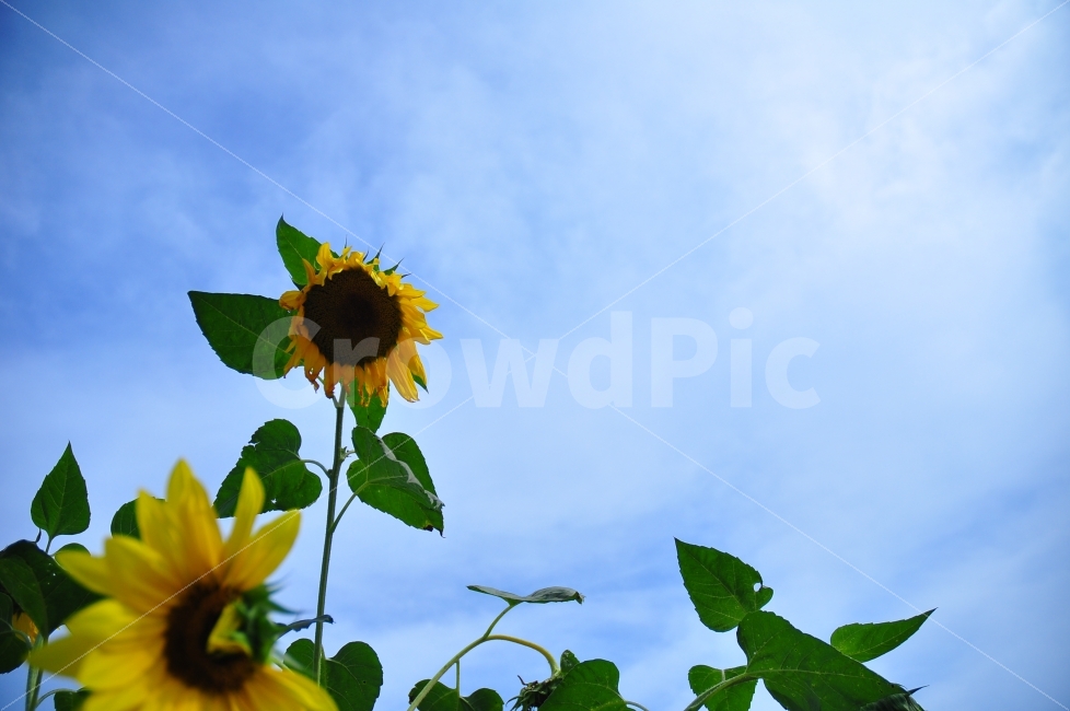 춘천,여행,꽃,해바라기,하늘,자연,도로,거리,trip,flowers,sunflower,sky,blue,nature,background,여름,계절,summer,season,식물,자연,plants,nature,꽃,flower,plant