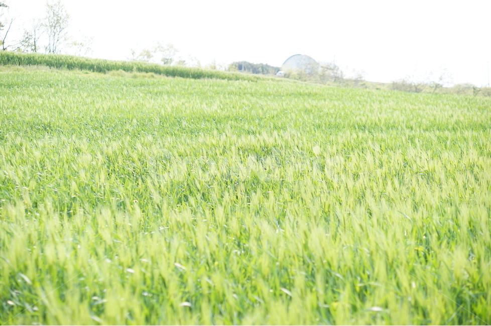 청보리,녹색,봄,맑음,바람,자연,풍경,nature,landscape,field,들
