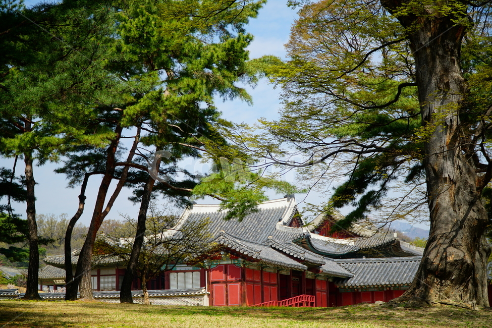 창경궁,벚꽃,벚꽃나무,하늘,봄,서울,한국,대한민국,korea,spring,changgyeonggungpalace,palace,changgyeonggung,seoul,cherryblossom,tree,자연,nature,식물,plants,한국적인,한국자연,한국풍경,경치,landscpae,4월,april,봄꽃,구름,sky,cloud,왕궁,궁전,궁궐,한옥,조선시대,조선왕조,역사,히스토리,문화,문화재,history,정원,건물,건축물,한국전통,전통,한국문화,한국문화재,culturalproperties,culturalassets,한국전통,한국문화,korean traditional,korean culture,건축물,건물외관,exterior,building,structure,architecture,construction