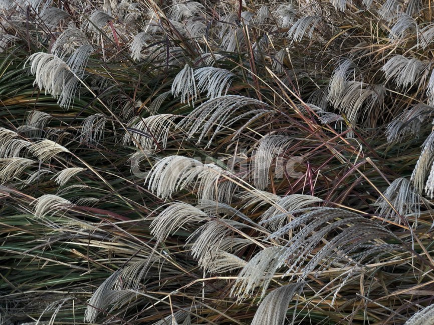 plant,식물,grass,lawn,잔디,reed,갈대,nature,자연,outdoors,옥외,redsky,sunset,dusk,황혼,dawn,새벽,빛,light,플레어,flare