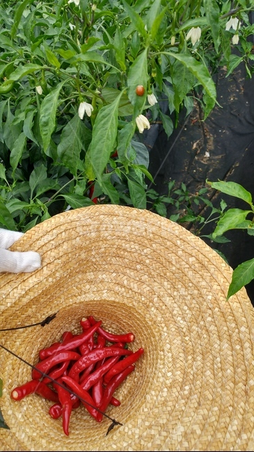고추밭,고추,빨간고추,밀짚모자,고추수확,농작물,pepper,농사,수확,채소,야채,vegetables,농업,농사,agriculture,farming,farming industry