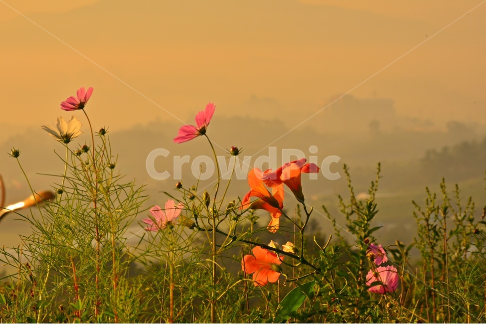 전남,함평,밀재,밀재일출,여명,아침,코스모스,코스모스꽃,해돋이,blossom,flower,꽃,flare,플레어,light,빛,nature,자연,weather,날씨,outdoors,옥외,plant,식물,식물,자연,plants,nature,꽃,flower