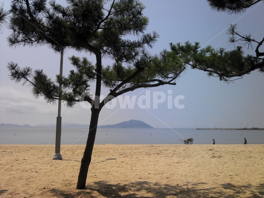 자연,nature,plant,나무,tree