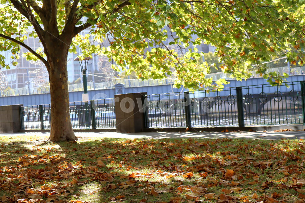 해외,풍경,호주,멜버른,야라강,휴식,나무,낙엽,가을,australia,melbourne,yarrariver,tree,fallenleaves,fall,autumn,가을,계절,fall,autumn,season,plant,식물
