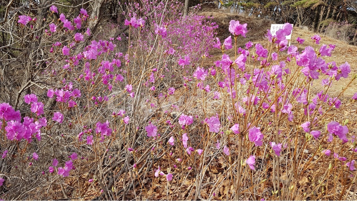 엘리지,꽃,자연,산,봄,봄,계절,spring,season,식물,자연,plants,nature,꽃,flower,plant,geranium,제라늄,blossom
