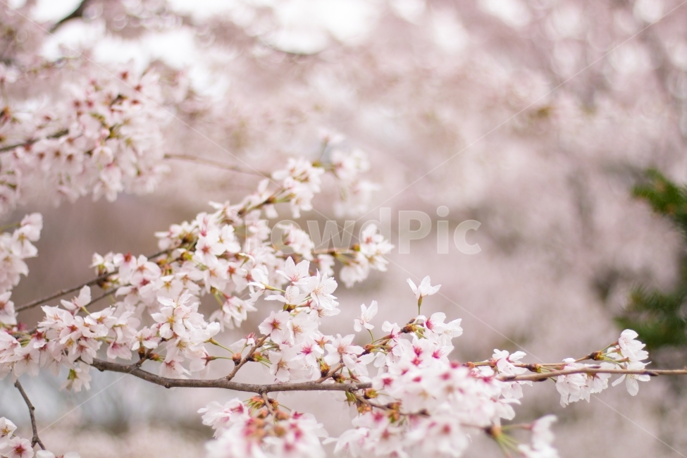 flower,floral,closeup,nature,spring,pink,cherry,blooming,blossom,beautiful,tree,branch,natural,bloom,blossoming,cherryblossombranch,cherryblossom,봄,계절,spring,season,식물,자연,plants,nature,꽃,flower,감성,sensible,feeling,plant