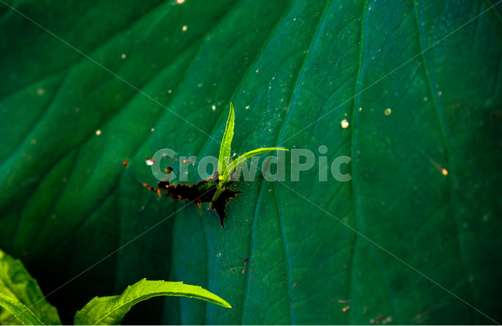 관곡지,연잎,연,생존,습지,식물,생태공원,식물,자연,plants,nature