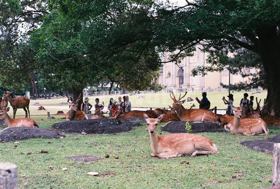 deer,sitting deer,sight,Nara Park,animal