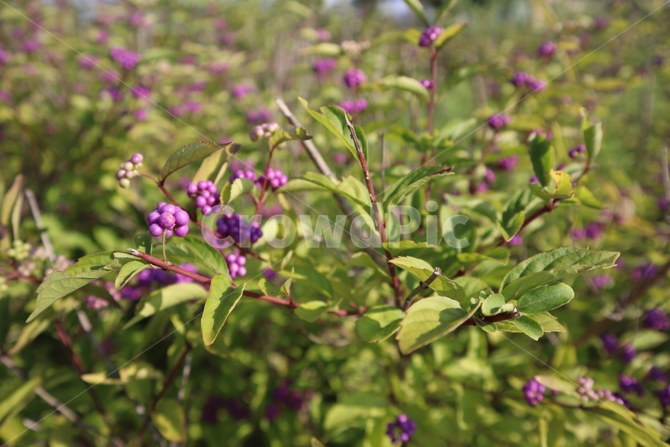 purplefruit,보라색,연보라색,보라색열매,열매