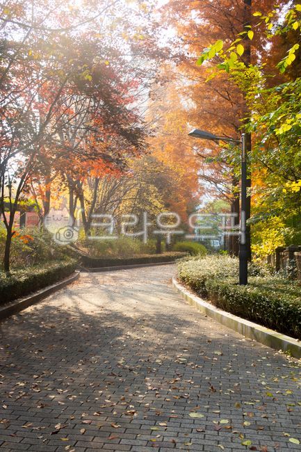 산책로, 길, 낙엽, 떨어진, 단풍, 사진,이미지,일러스트,캘리그라피 - 원프로작가
