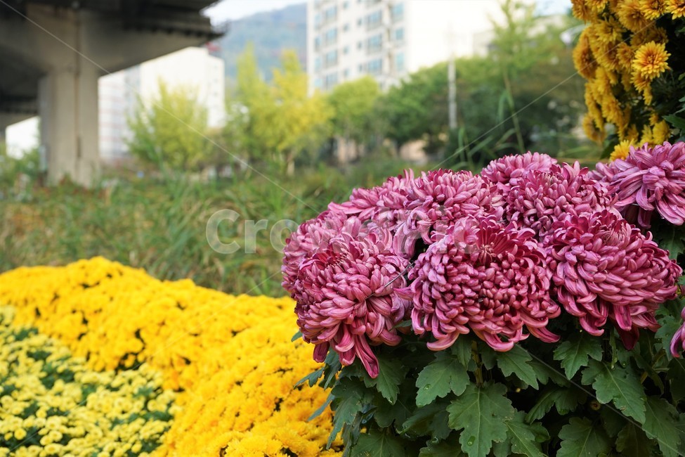 chrysanthemum,국화,가을,홍제천,전시,계절,노랑,연노랑,nature,plant,bloom,autumn,fall,flower,season,smell,elegance,식물,자연,plants,nature,꽃,flower