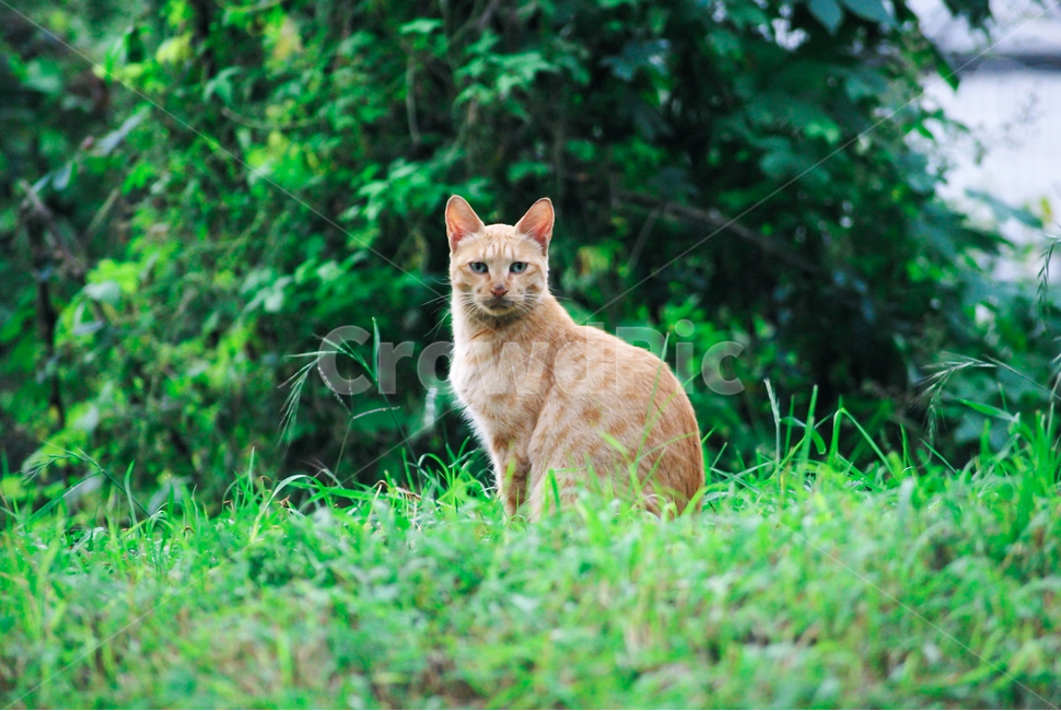 고양이,길고양이,길냥이,cat,kitty,야옹이,코숏,야생고양이,감성,동물,animal,포유류,mammal,고양이,cat,kitten,kitty