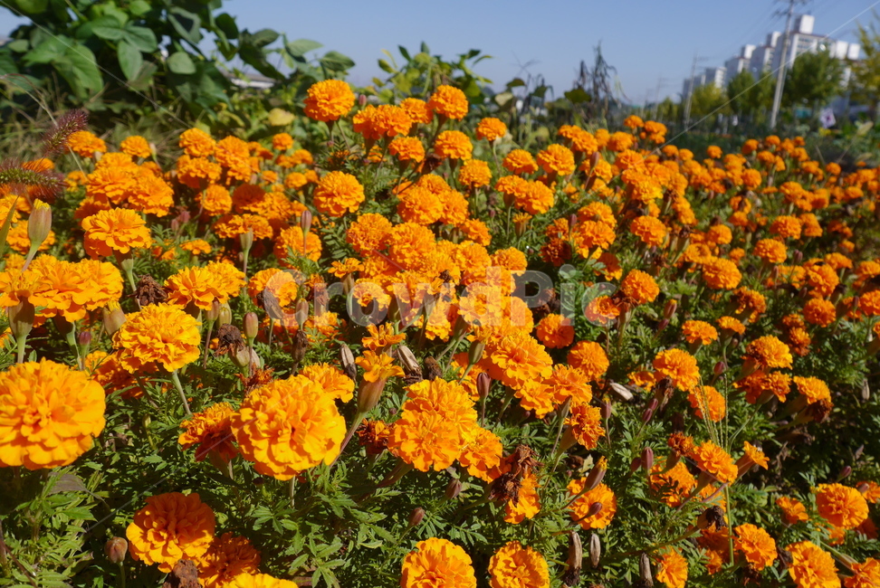 꽃,화단,오렌지색,주황색,길가,flower,식물,자연,plants,nature,꽃,flower
