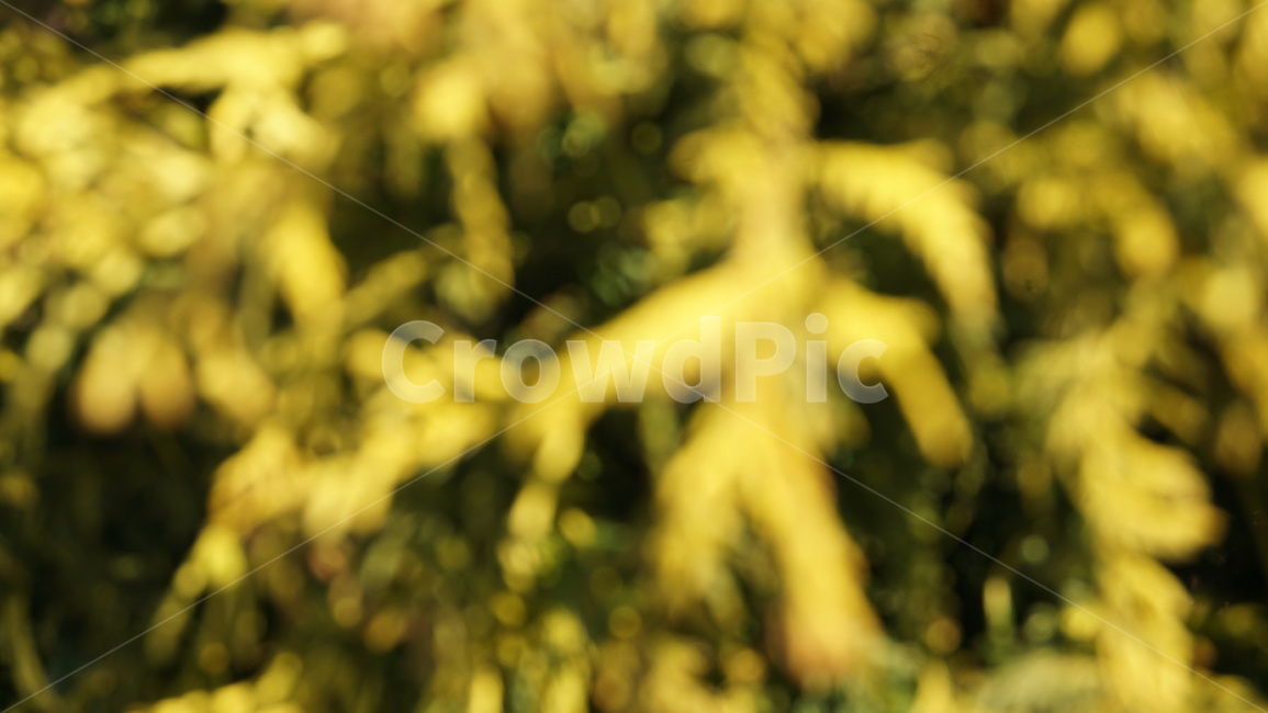 노란색,꽃,fade,yellow,들꽃