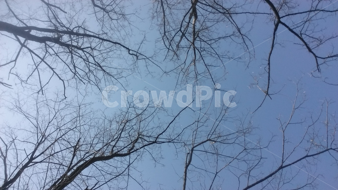 나무,하늘,겨울,나뭇가지,숲,식물,자연,plants,nature,나무,trees,wood