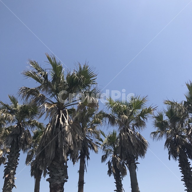 제주도,야자나무,야자,봄,여름,풍경,나무,하늘,자연,열대야,식물,자연,plants,nature,나무,trees,wood